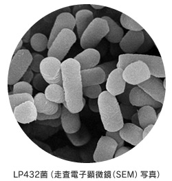 LP432菌（走査電子顕微鏡（SEM)写真）