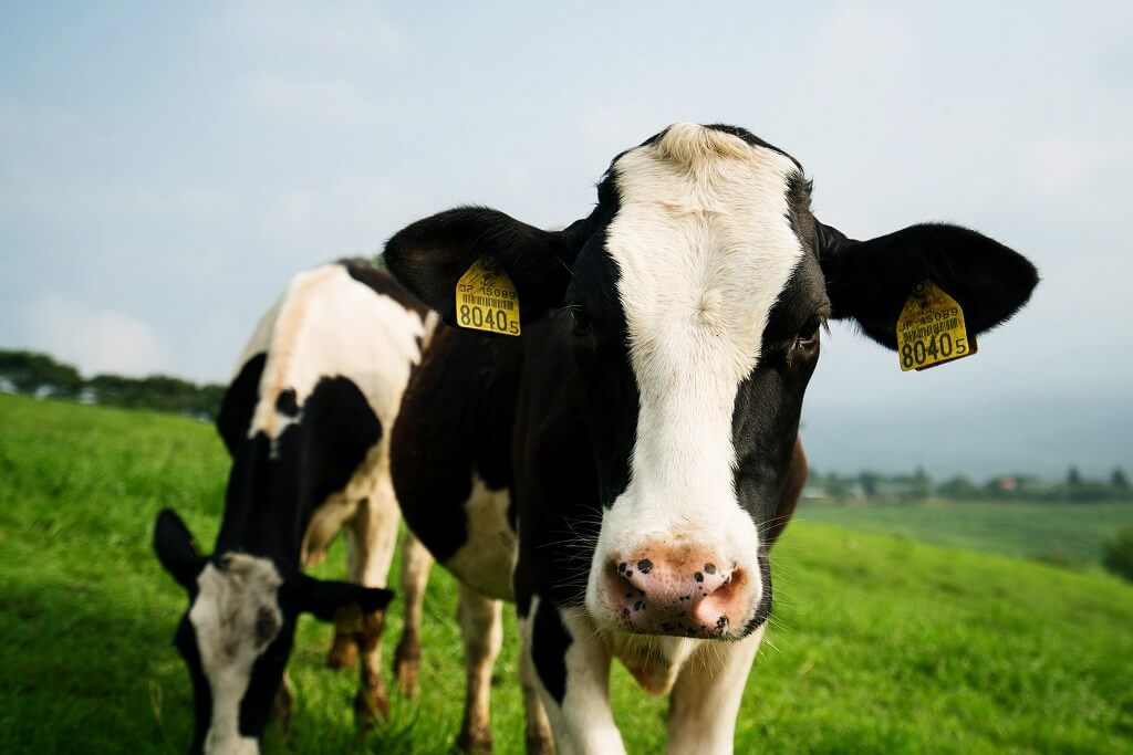 地元牛乳へのこだわり デーリィ南日本酪農協同株式会社