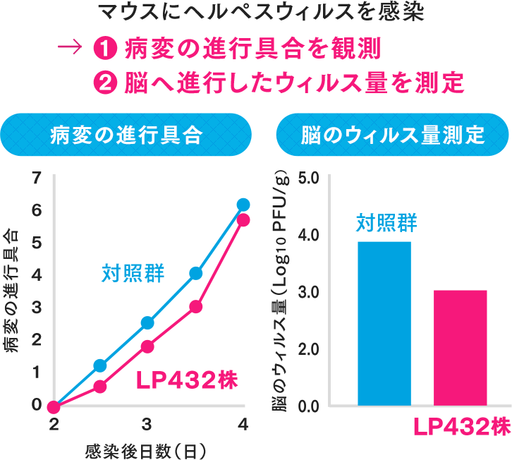 マウスにヘルペスウィルスを感染 → ①病変の進行具合を観測 ②脳へ進行したウィルス量を測定