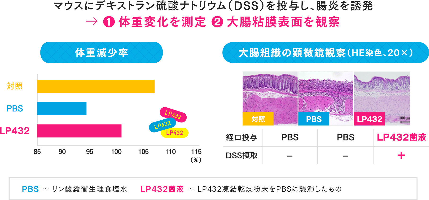 マウスにデキストラン硫酸ナトリウム（DSS）を投与し、腸炎を誘発 → ①体重変化を測定 ②大腸粘膜表面を観察