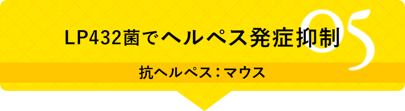 05 LP432菌でヘルペス発症抑制