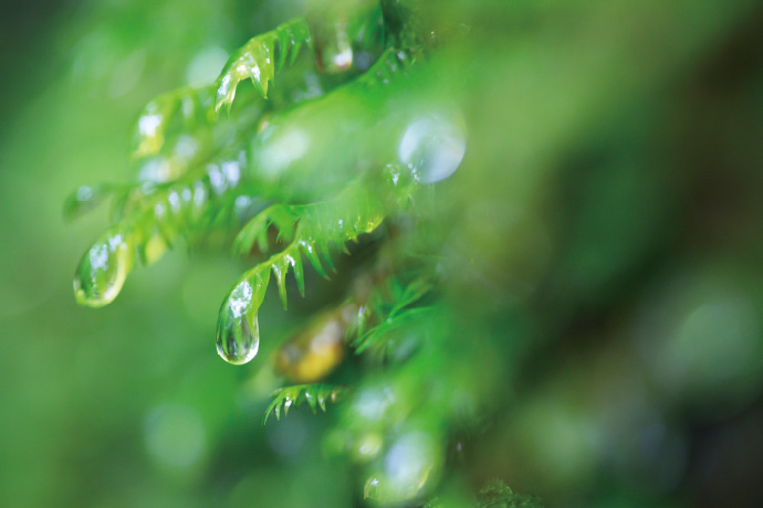 写真:緑の葉っぱについている水滴